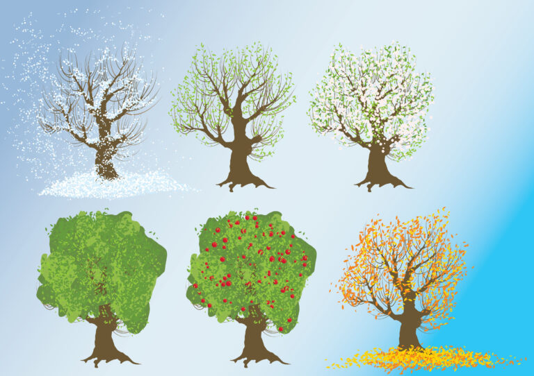 the four seasons of a tree