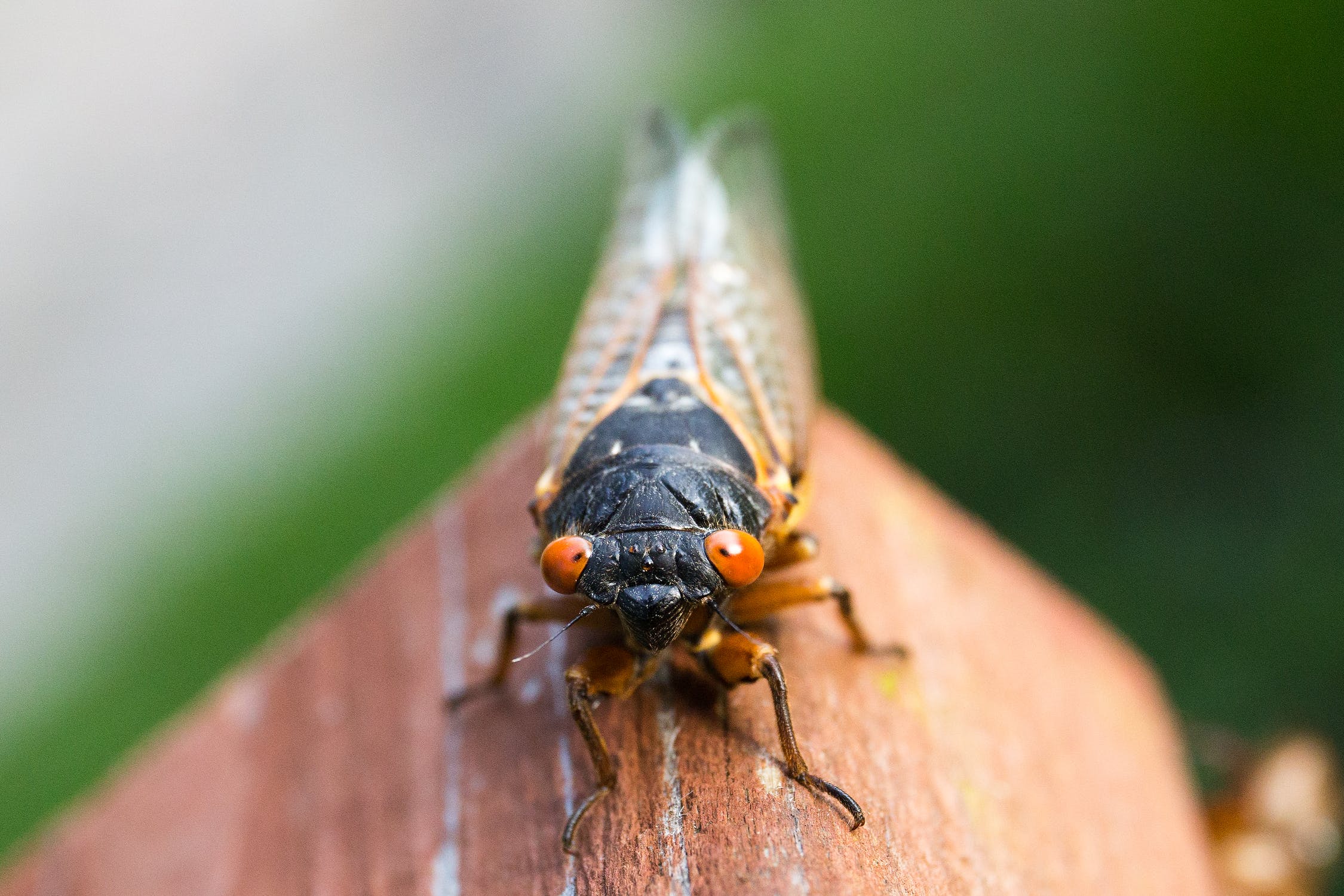 Am I ready for the 2021 invasion of cicadas?