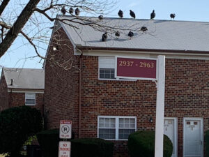 the crows on the roof