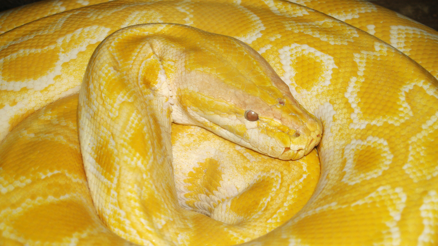 Albino Burmese python