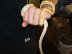 A "butter" corn snake.