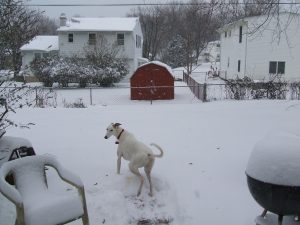 Andy Warhol, my greyhound, in the snow