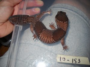 A rescued fat-tail gecko