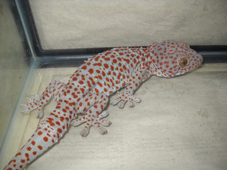 tokay gecko from the biggest confiscation