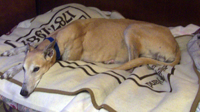 Mild-mannered Ajax, a retired racing greyhound.